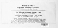 Stegocintractia junci image